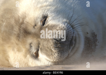 Schlafende junge graue Dichtung (Halichoerus Grypus) am Strand, UK Stockfoto