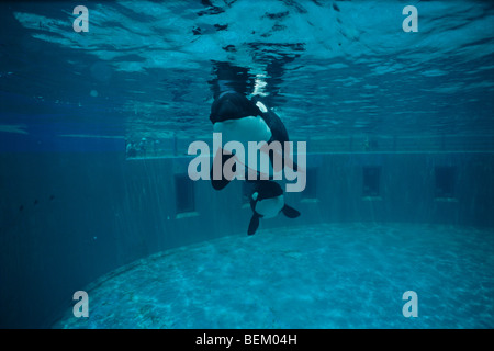 ORCAS, KILLERWAL KALB UND MUTTER Stockfoto