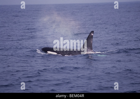 ORCA, SCHWERTWAL ATMUNG, MONTEREY BAY, KALIFORNIEN, VEREINIGTE STAATEN VON AMERIKA Stockfoto