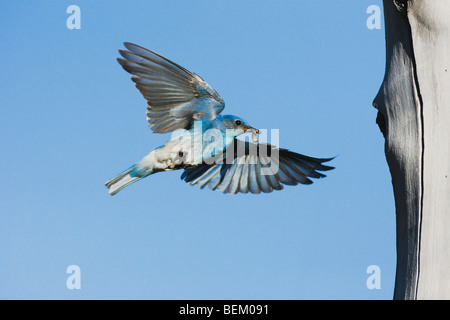 Mountain Bluebird (Sialia Currucoides), männliche landet auf dem Verschachtelung Hohlraum, Rocky Mountain Nationalpark, Colorado, USA Stockfoto