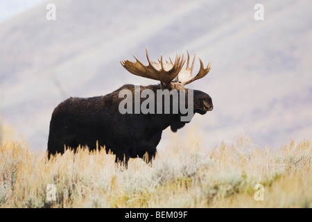 Elch (Alces Alces), Stier, Grand Teton NP, Wyoming, USA Stockfoto