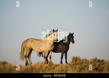 Mustang Pferd (Equus Caballus), paar, Pryor Wild Horse Bergkette, Montana, USA Stockfoto