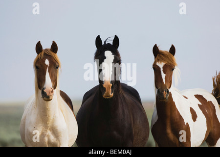 Mustang Pferd (Equus Caballus), Herde, Pryor Wild Horse Bergkette, Montana, USA Stockfoto