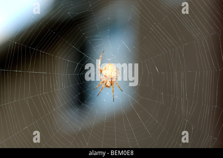 Spinne in der Mitte seiner Spinnennetz. Stockfoto