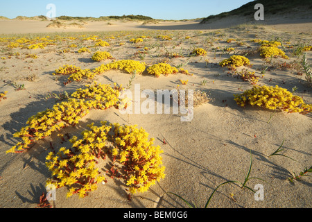 Beißen Fetthenne, Goldmoss Mauerpfeffer (Sedum Acre) in ter Yde Natur reserve, Nieuwpoort, Belgien Stockfoto