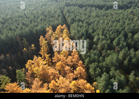 Kiefernwald mit Lärche (Larix Decidua) aus der Luft, Belgien Stockfoto