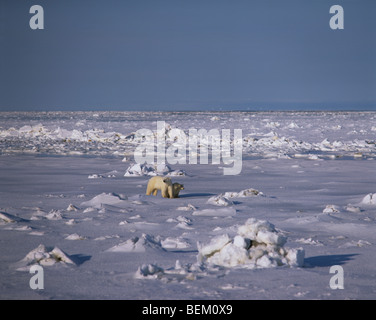 POLAR BEAR CUBS "UND" MUTTER, KANADA Stockfoto