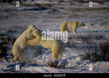 EISBÄREN KÄMPFEN, KANADA Stockfoto