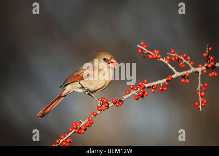 Nördlichen Kardinal (Cardinalis Cardinalis), weibliche Essen Possum Haw Stechpalme (Ilex Decidua) Beeren, Bandera, Hill Country, Texas Stockfoto