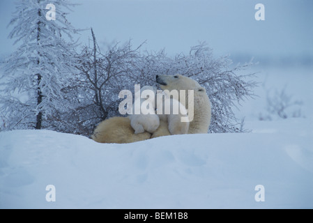 POLAR BEAR CUBS "UND" MUTTER, KANADA Stockfoto
