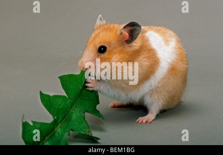 Goldhamster (Mesocricetus Auratus) Essen grünes Blatt Stockfoto