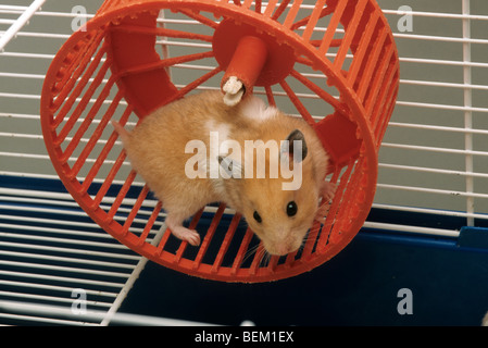 Goldhamster (Mesocricetus Auratus) läuft in Treadwheel / Hamsterrad Stockfoto