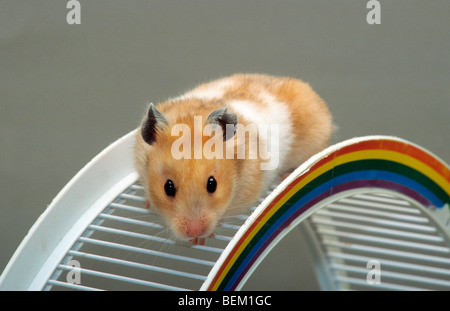 Goldhamster (Mesocricetus Auratus) klettern auf Spielzeug Stockfoto