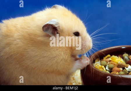 Nahaufnahme von Goldhamster (Mesocricetus Auratus) essen Körner Stockfoto