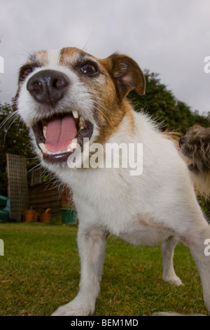 Jack Russell Terrier spielen, ist er "Autsch" sagen, weil sie seine hintere Ende beißt! Stockfoto