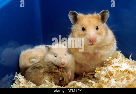 Goldhamster (Mesocricetus Auratus) mit jungen im nest Stockfoto