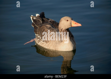 Graugans Gans Anser Anser schwimmen auf der Serpentine Lake Hyde Park London Capital City England UK Stockfoto