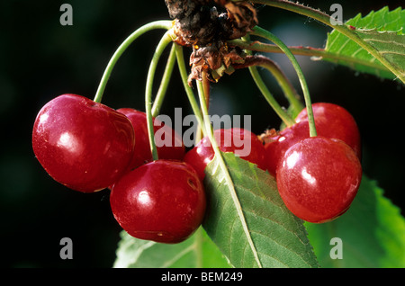 Süß / wilde Kirschen (Prunus Avium) Großaufnahme der Frucht am Baum Stockfoto