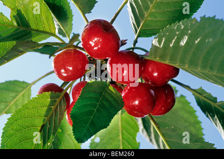 Süß / wilde Kirschen (Prunus Avium) Großaufnahme der Frucht am Baum Stockfoto