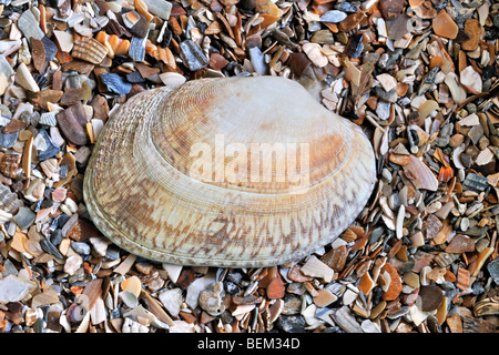 Hühnchen-Teppich-Shell (Venerupis Senegalensis) am Strand, Belgien Stockfoto