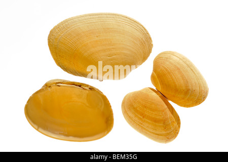 Hühnchen-Teppich-Shell (Venerupis Senegalensis), Normandie, Frankreich Stockfoto