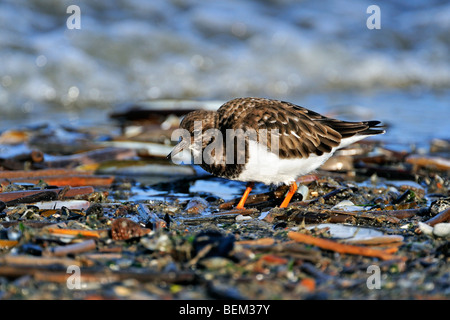 Ruddy Steinwälzer (Arenaria Interpres) im Winterkleid Futtersuche am Strand entlang landwash Stockfoto