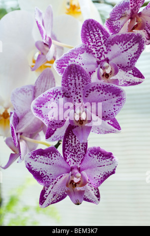 Orchideen Phalaenopsis Miss Cuba Stockfoto