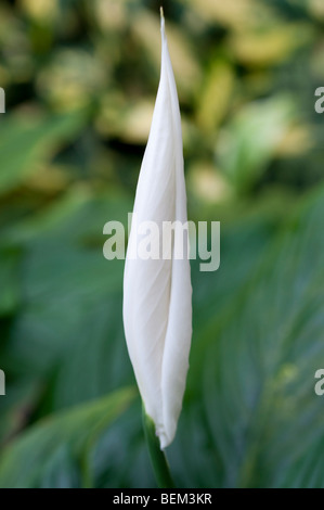 Peace Lily Spathiphyllum Wallisii CLEVELANDII Stockfoto