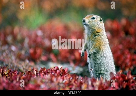 Arktis / Parry Grund Eichhörnchen (Spermophilus Parryii) auf Tundra im Herbst. Denali NP, Alaska, USA Stockfoto