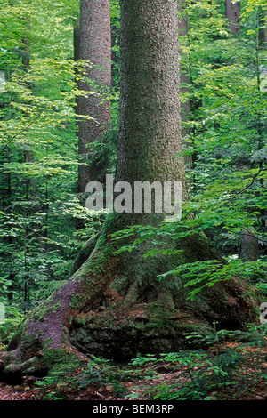 Buche (Fagus Sylvatica) im Laubwald, Deutschland Stockfoto