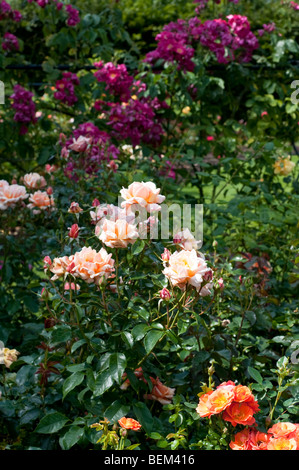 Rosengarten mit Rosa The Cheshire Regiment FRYZEBEDEE Stockfoto