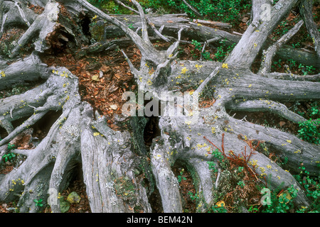 Baumwurzeln Toten Baumes in der Taiga, Denali NP, Alaska, USA Stockfoto