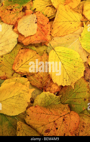 Gefallenen Hazel Blätter im Herbst Stockfoto