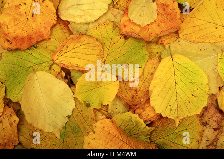 Gefallenen Hazel Blätter im Herbst Stockfoto