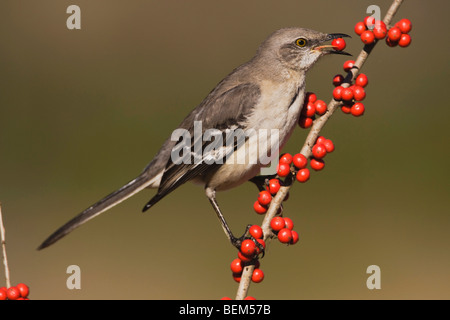 Nördliche Spottdrossel (Mimus Polyglottos), Erwachsene Essen Possum Haw Stechpalme (Ilex Decidua) Beeren, Bandera, Hill Country, Texas Stockfoto