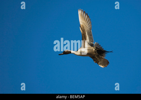 Nördliche Pintail (Anas Acuta), Männchen im Flug, Bosque del Apache National Wildlife Refuge, New Mexico, USA, Stockfoto