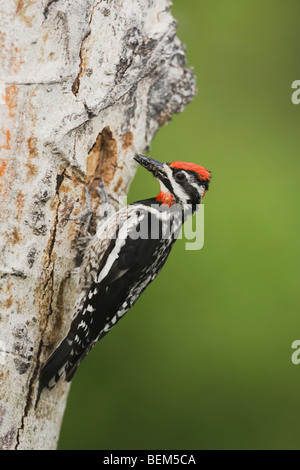 Red-naped im Sphyrapicus Nuchalis), Erwachsene mit Beute bei Verschachtelung Hohlraum im Espenbaum, Rocky Mountain NP, Colorado Stockfoto