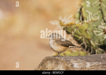 Rock Wren (Salpinctes Obsoletus), Erwachsene, Bosque del Apache National Wildlife Refuge, New Mexico, USA Stockfoto