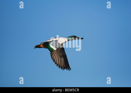 Nördlichen Löffelente (Anas Clypeata), Männchen im Flug, Bosque del Apache National Wildlife Refuge, New Mexico, USA, Stockfoto