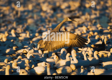 Schneegans (Chen Caerulescens) und Sandhill Crane, strömen bei Sonnenuntergang, Bosque del Apache National Wildlife Refuge, New Mexico, USA Stockfoto