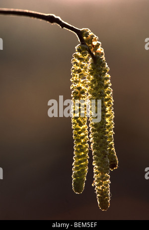 Baum Hasel (Corylus Avellana) Nahaufnahme von männlichen Kätzchen Stockfoto