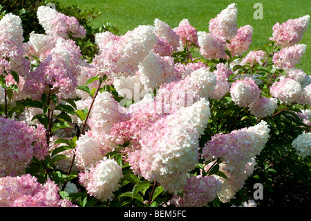 Hydrangea Paniculata Vanille Fraise RENHY Stockfoto