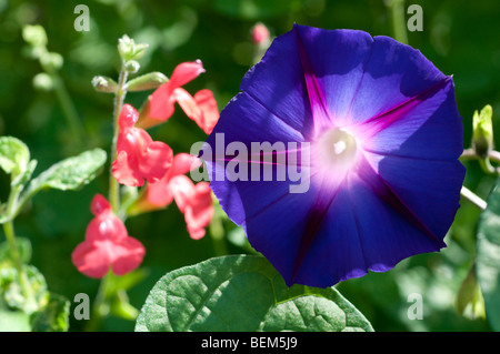 Ipomoea KNIOLAS Schwarzer Ritter Stockfoto