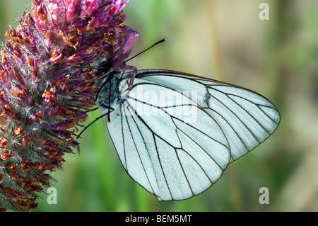 Schwarzer Adern weißen Schmetterling (Aporia Crataegi) gefangen von Krabbenspinne (Thomisus), La Brenne, Frankreich Stockfoto