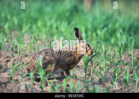 Europäische / Feldhasen (Lepus Europaeus) Essen aus Ernte in Feld, Belgien Stockfoto