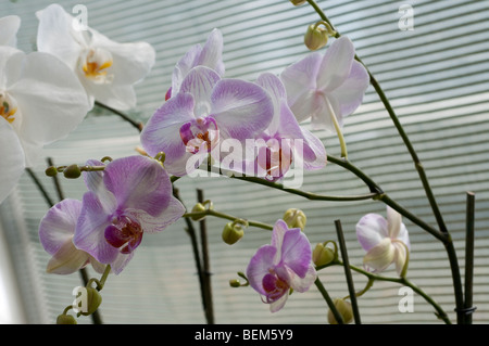 Orchidee Phalaenopsis weiß mit rosa Rand Stockfoto