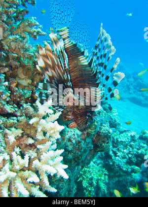 Rotfeuerfische oder Pterois Volitans im Roten Meer aus Dahab Ägypten Stockfoto