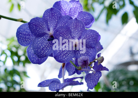 Orchidee Vanda Sansai Blue Gx Stockfoto