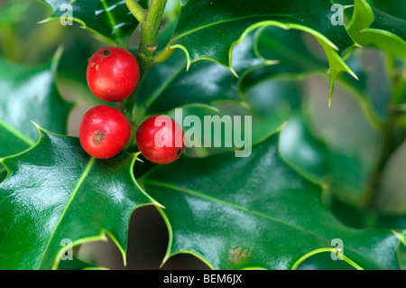 Holly Blätter und Beeren (Ilex Aquifolium), Belgien Stockfoto