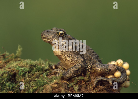 Gemeinsamen Hebamme Kröte (Alytes Obstetricans) männlich mit Eiern Stockfoto